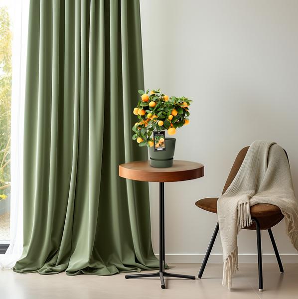 Kleine Sinaasappelboom - ↕40cm - Ø15cm