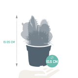 Cactus mix 10.5 cm - 3x - 12cm zonder pot