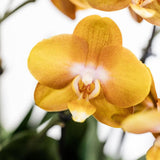 Ensemble d'orchidées orange dans panier en coton avec réservoir d'eau | trois orchidées orange Las Vegas 12cm | Mono Bouquet orange avec réservoir d'eau autonome.