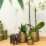 Kolibri Home | Pot de fleurs Groove - Pot décoratif en céramique dorée - taille du pot - Ø12cm
