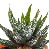 Cactus en vetplanten mix - 15 stuks - Ø5.5cm