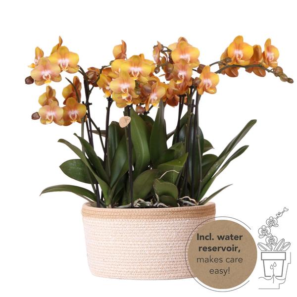 Ensemble d'orchidées orange dans panier en coton avec réservoir d'eau | trois orchidées orange Las Vegas 12cm | Mono Bouquet orange avec réservoir d'eau autonome.