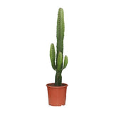 Euphorbia Acrurensis - ↕50cm - Ø17cm
