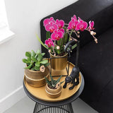 COMBI DEAL 2x paarse phalaenopsis orchideeën - Ø9cm