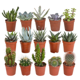Cactus en vetplanten mix - 15 stuks - Ø5.5cm