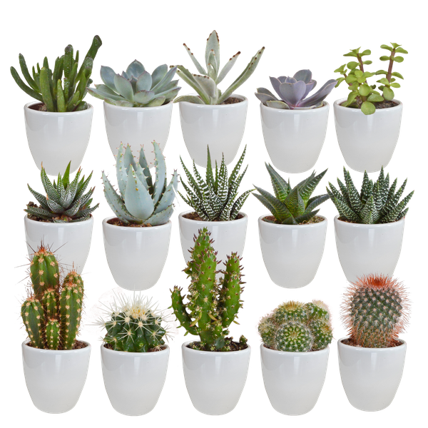 Cactus en vetplanten mix 5.5 cm | 15 stuks - in witte pot