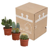 Cactus mix 10.5 cm - 3x - 12cm zonder pot