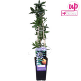 Passiflora Blauw caerulea - ↕65cm - Ø15cm