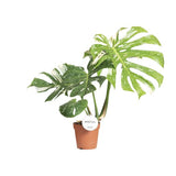 Monstera Thai Constellation - ↕40-50cm - Ø15cm
