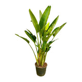 Strelitzia Augusta multi stam XXL - ↕225cm - Ø40cm