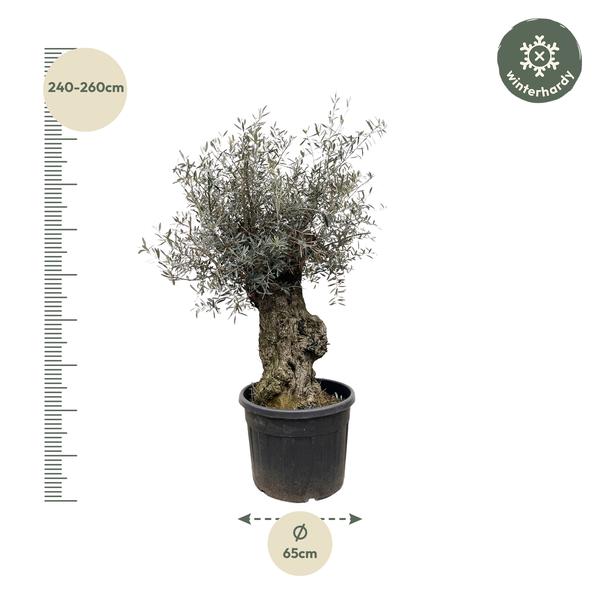 Olijfboom / Olea Europaea Bonsai - ↕250cm- Ø65cm