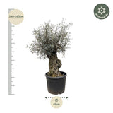 Olijfboom / Olea Europaea Bonsai - ↕250cm- Ø65cm