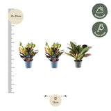 3x Croton Codiaeum mix - ↕30cm - Ø12cm
