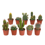 Cactus mix - ↕8-13cm - Ø6cm - 10x