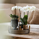 Gift set Home Hub | Plantenset met Phalaenopsis Orchidee en Succulenten incl. keramieken sierpotten