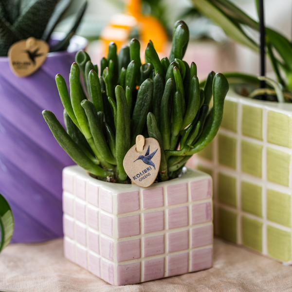 Kolibri Greens | Plante verte - Succulente Crassula Hobbit - pot Ø6cm - plante d'intérieur verte - fraîche du producteur