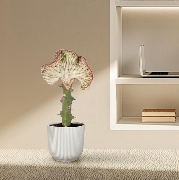 Euphorbia lactea Cristata rood - ↕35 cm - Ø12cm