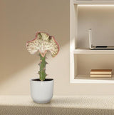 Euphorbia lactea Cristata rood - ↕35 cm - Ø12cm