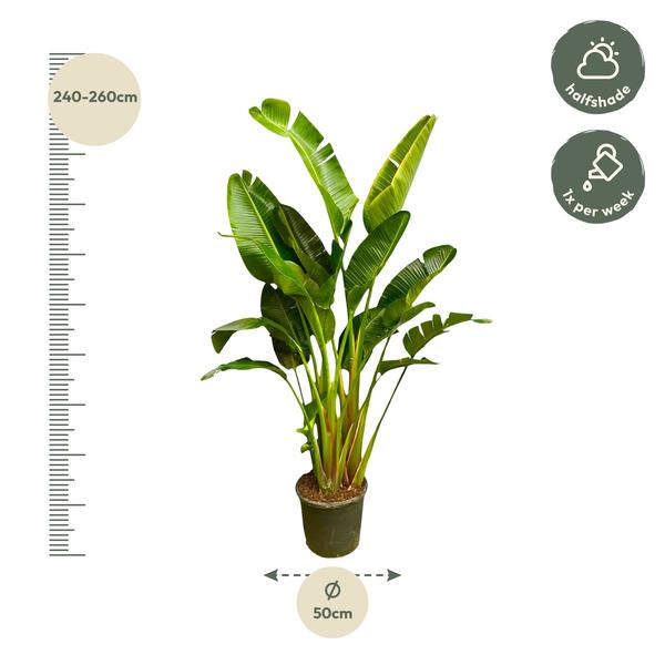 Strelitzia Augusta multistam XXL - ↕250cm - Ø50cm