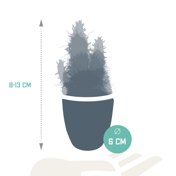 Cactus mix 5.5 cm - 5x - in witte pot
