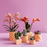 Kolibri Home | Candy Zierpot - Pfirsich - Ø6cm