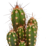 Cactus mix - 5 stuks - Ø5.5cm