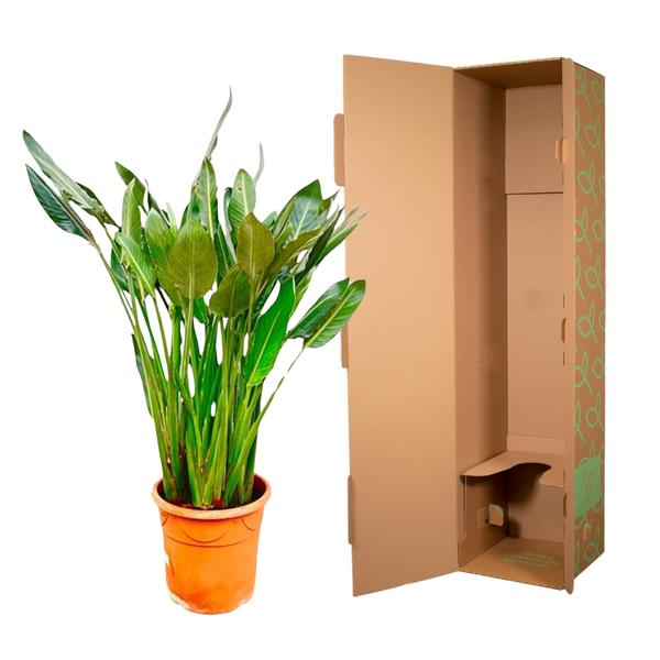 Strelitzia Reginae - ↕160cm - Ø30cm