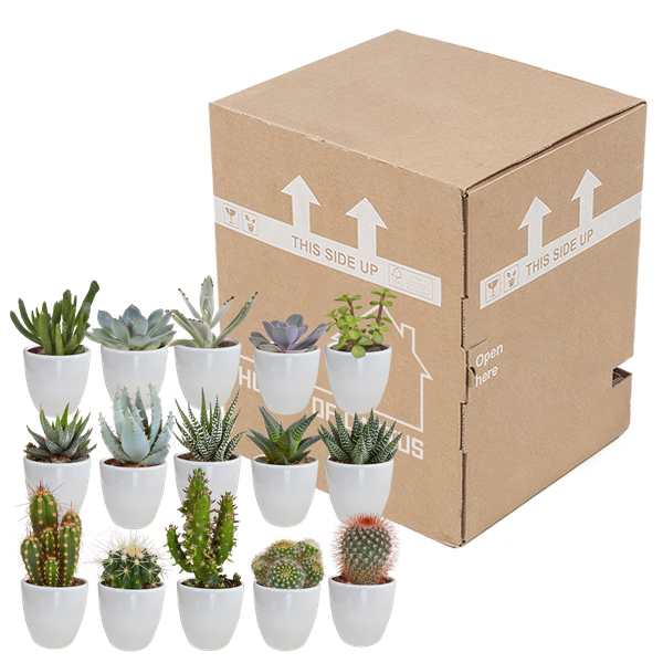 Cactus en vetplanten mix 5.5 cm | 15 stuks - in witte pot