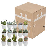 Cactus en vetplanten mix 5.5 cm | 15 stuks - in witte pot