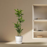 Dracaena Golden Coast - ↕170cm - Ø27cm