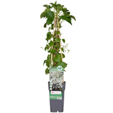 Hydrangea petiolaris - Klimhortensia - ↕65cm - Ø15cm