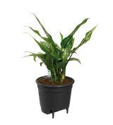 Self Watering Insert - Ø17cm