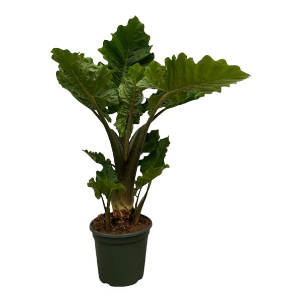 Alocasia Low Raider - ↕40cm - Ø12cm