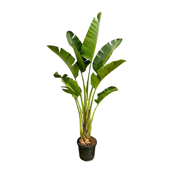 Paradijsvogelplant / Strelitzia Augusta XXL - ↕250cm - Ø45cm