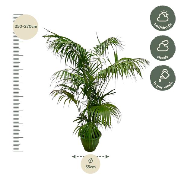 Kentia Palm XXL - ↕260cm - Ø35cm