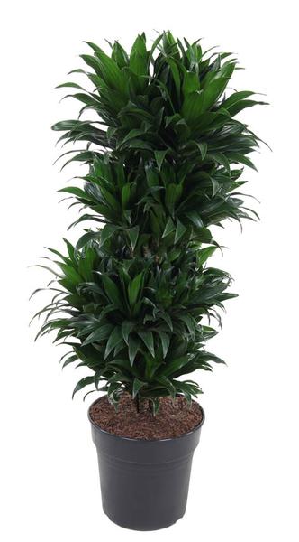 Dracaena Compacta Vertakt - ↕100cm - Ø27cm