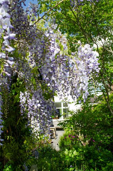 Blauwe Regen / Wisteria sinensis 'Caroline' – ↕65cm – ⌀15