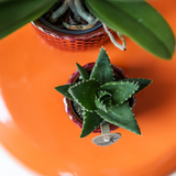 Diamond pearl sierpot - Rood - Ø6cm