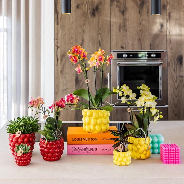 Kolibri Home | Pot Berry - 12cm