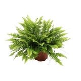 Nephrolepis Boston Green Moment - ↕20cm - Ø12cm