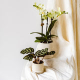 Bali sierpot  - Off White - Ø9cm