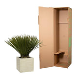 Yucca Rostrata - ↕80cm- Ø27cm