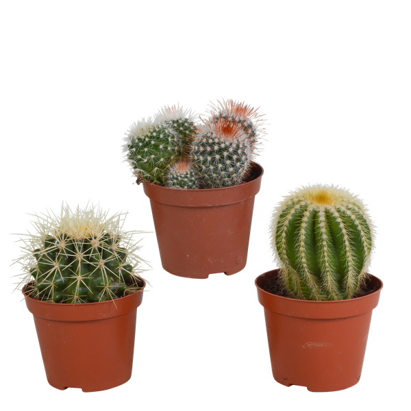 Bolcactus mix 8,5 cm | 3 stuks - zonder pot