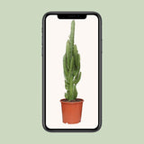 Euphorbia Trigona - ↕70cm - Ø17cm