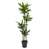 Dracaena Golden Coast - ↕170cm - Ø27cm