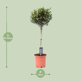 Olijfboom / Olea Europeae - ↕100cm - Ø22cm