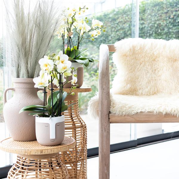 Witte phalaenopsis orchidee - Lausanne - potmaat Ø9cm