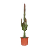 Euphorbia Trigona Rubra - ↕70cm - Ø17cm